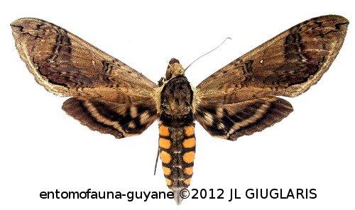 Manduca hannibal hannibal  (Cramer, 1779)