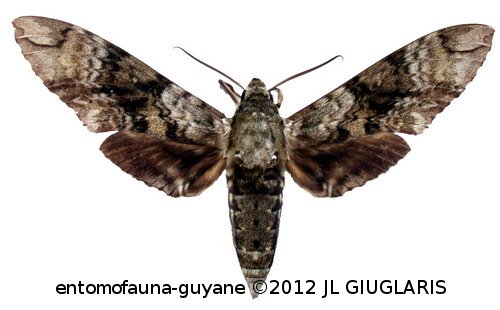Manduca huascara  (Schaus, 1941)