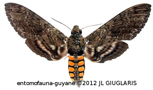 Manduca sexta paphus  (Cramer, 1779)