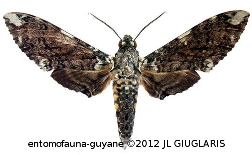 Manduca dalica dalica  (Kirby, 1877)