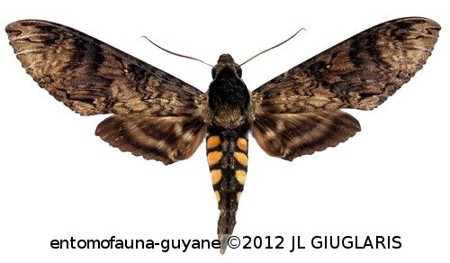 Manduca lucetius  (Cramer, 1780)