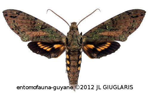 Cocytius beelzebuth (Boisduval, 1875)