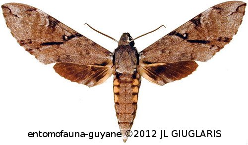 Manduca prestoni  (Gehlen, 1926)