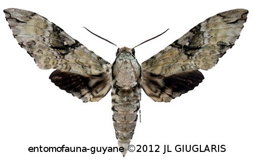 Manduca vestalis  (Jordan, 1917)