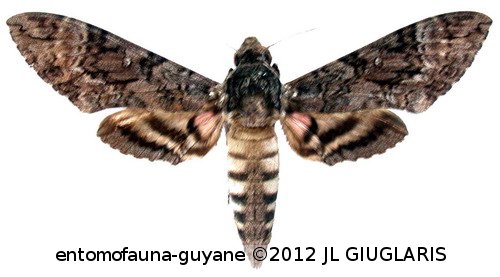 Agrius cingulata (Fabricius, 1775)