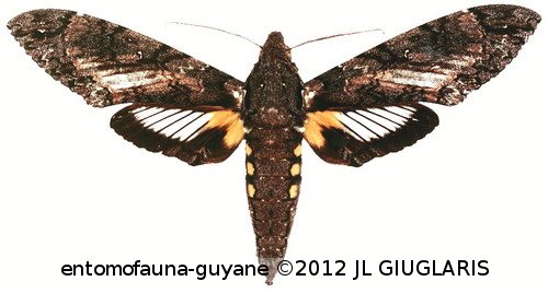 Cocytius antaeus (Drury, 1773)