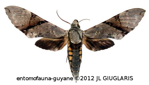 Manduca lefeburii lefeburii  (Guerin-Ménéville, 1844)