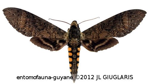 Manduca diffissa tropicalis  (Rothschild & Jordan, 1903)