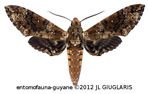 Manduca rustica rustica  (Fabricius, 1775)