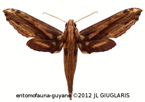 Xylophanes guianensis  (Rothschild, 1894)