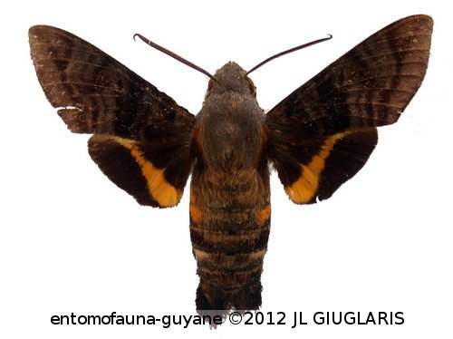 Aellopos ceculus  (Cramer, 1777)