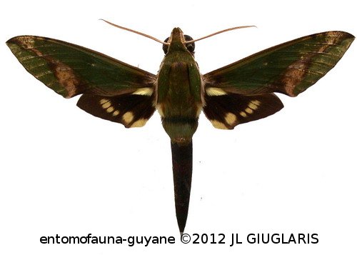 Xylophanes chiron nechus  (Cramer, 1777)
