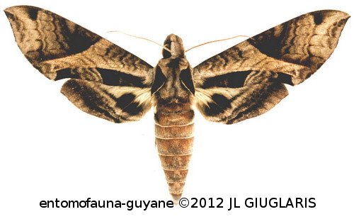 Eumorpha megaeacus  (Hübner, 1819)