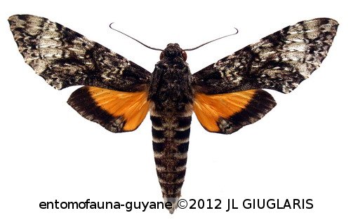 Isognathus excelsior  (Boisduval, 1875)