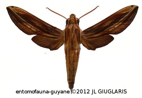 Xylophanes thyelia thyelia  (Linné, 1758)