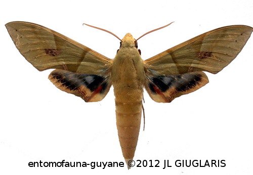 Eumorpha labruscae labruscae  (Linné, 1758)
