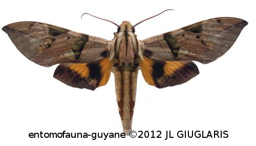 Eumorpha capronnieri  (Boisduval, 1875)