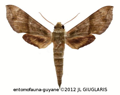 Xylophanes pistacina (Boisduval, 1875)