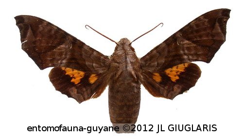 Nyceryx coffaeae  (Walker, 1856)