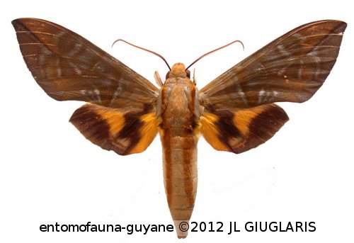 Eumorpha phorbas  (Cramer, 1775)