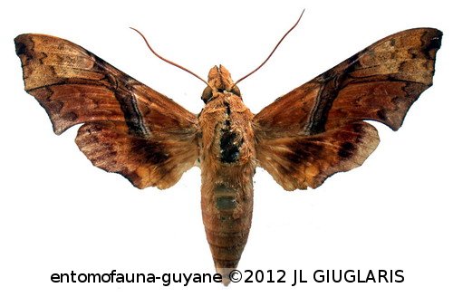 Aleuron iphis  (Walker, 1856)