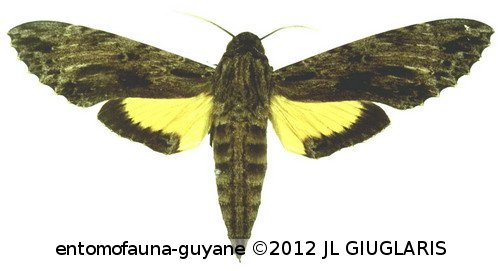 Isognathus leachii  (Swainson, 1823)