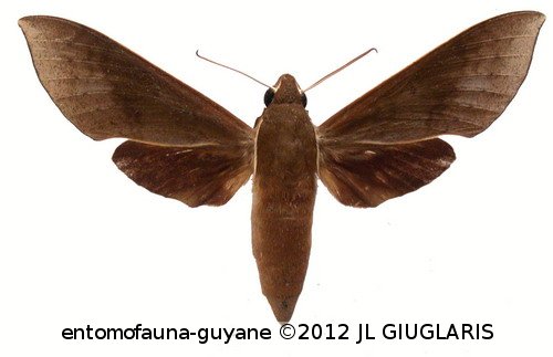 Xylophanes porcus continentalis  Rothschild & Jordan, 1903