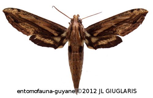 Xylophanes crenulata   Vaglia & Haxaire, 2010