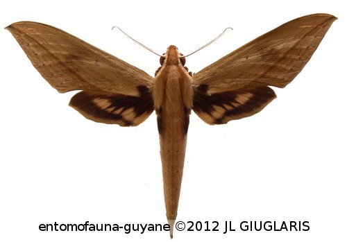 Xylophanes anubus  (Cramer, 1777)