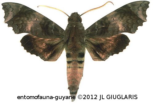 Aleuron carinata  (Walker, 1856)