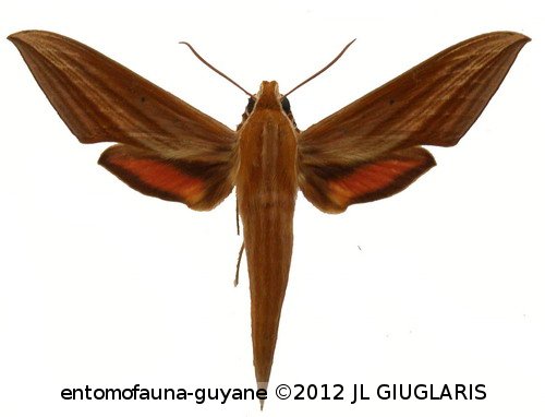 Xylophanes neoptolemus  (Cramer, 1780)