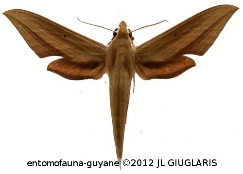 Xylophanes loelia  (Druce, 1878)