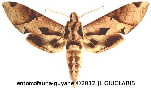 Eumorpha satellitia licaon  (Cramer, 1775)