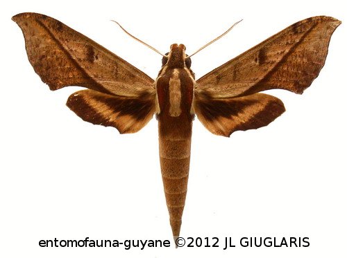Xylophanes epaphus  (Boisduval, 1875)