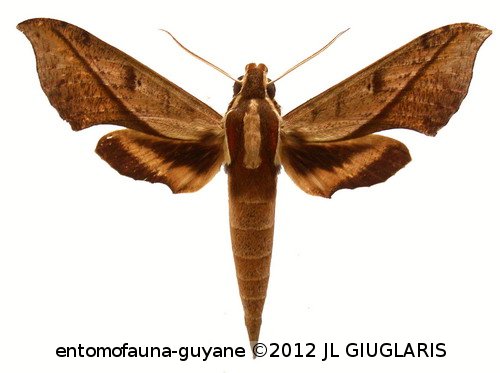 Xylophanes epaphus  (Boisduval, 1875)