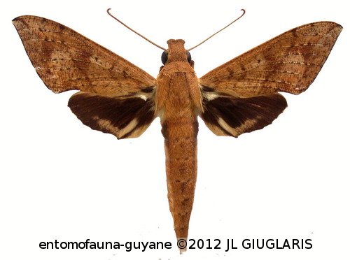 Xylophanes rufescens  (Rothschild, 1894)