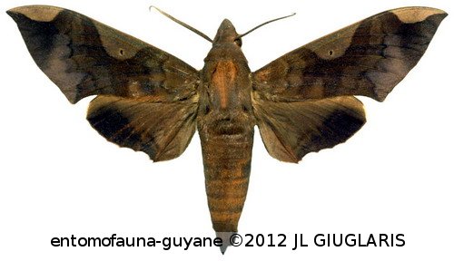 Pachylia syces syces  (Hübner, 1819)
