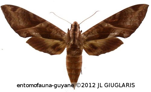 Eumorpha anchemolus  (Cramer, 1779)