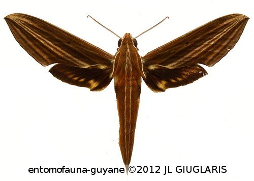 Xylophanes titana  (Druce, 1878)