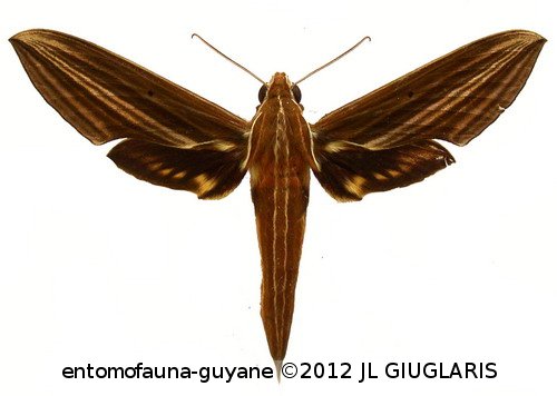 Xylophanes titana  (Druce, 1878)