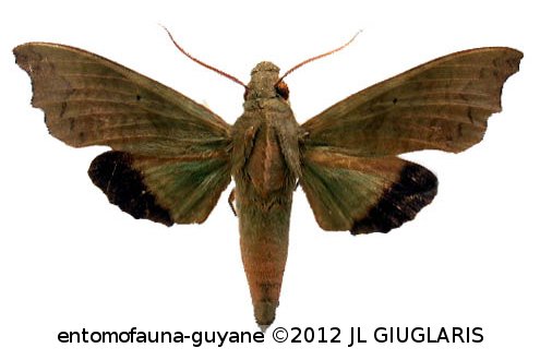 Aleuron chloroptera  (Perty, 1833)