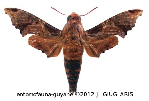 Enyo lugubris lugubris (Linné, 1771)