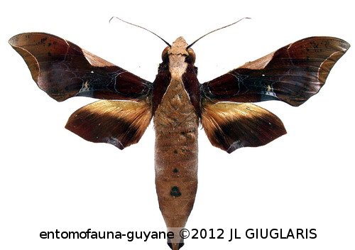 Callionima nomius  (Walker, 1856)