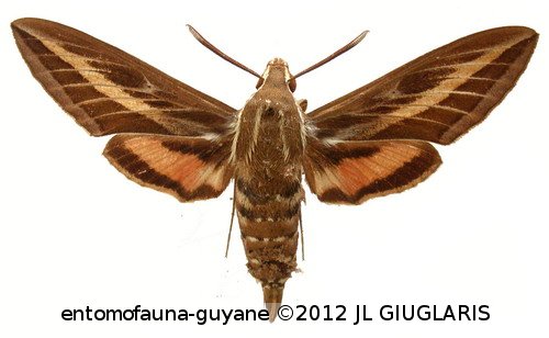 Hyles livornica  (Esper, 1780)