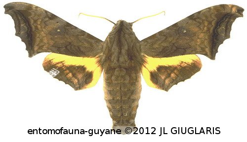 Nyceryx riscus  (Schaus, 1890)