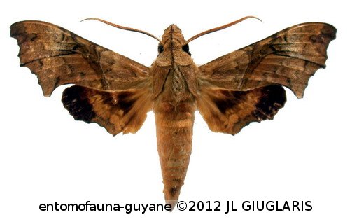 Aleuron neglectum  Rothschild & Jordan, 1903