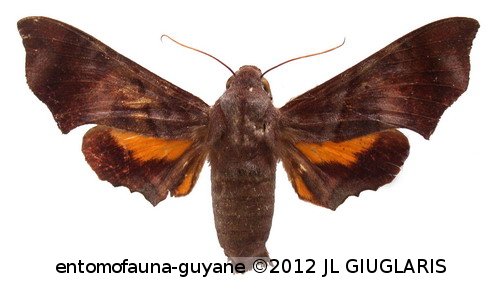 Eupyrrhoglossum sagra  (Poey, 1932)