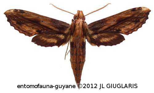 Xylophanes colinae  Haxaire, 1994