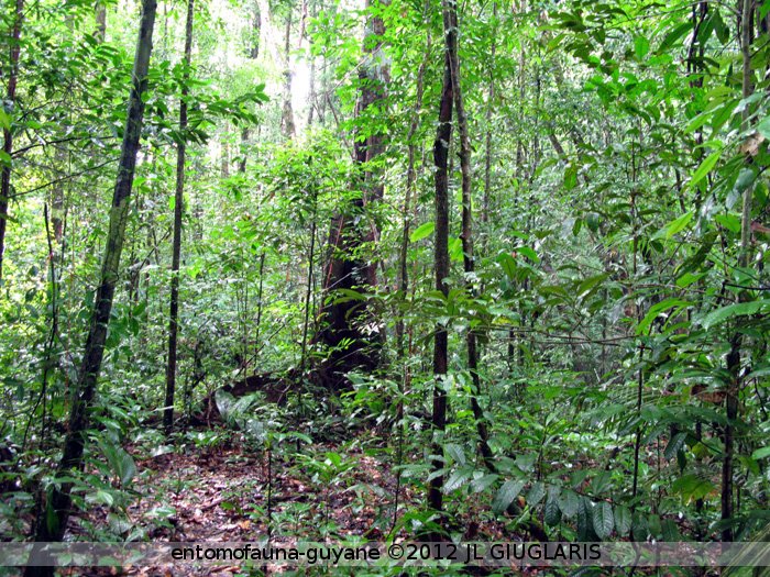 Forêt primaire 