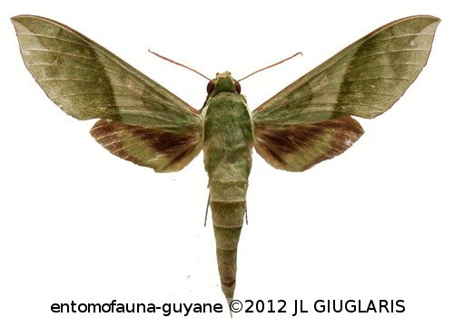 Xylophanes tyndarus  (Boisduval, 1875)